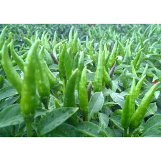 Hạt Giống Ớt Hiểm Lai 30 Hạt