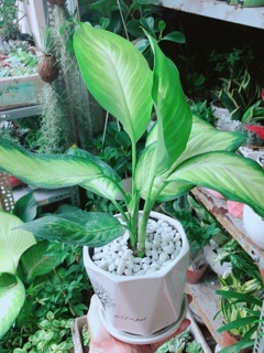 Chậu Cây Vạn Niên Thanh