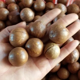 Hạt macca sấy