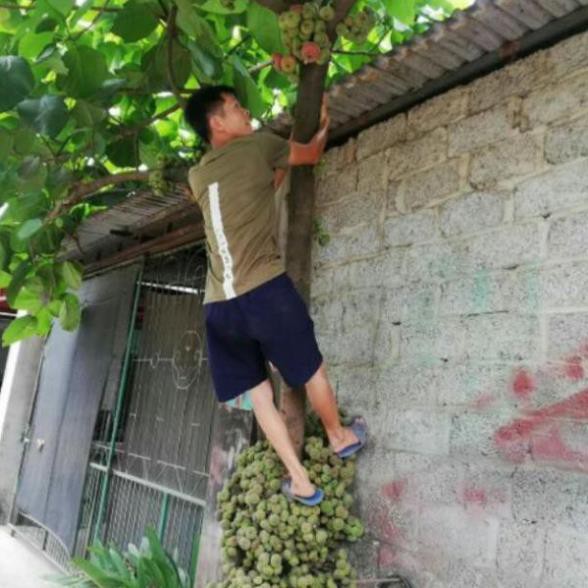 Cây Vả  giống