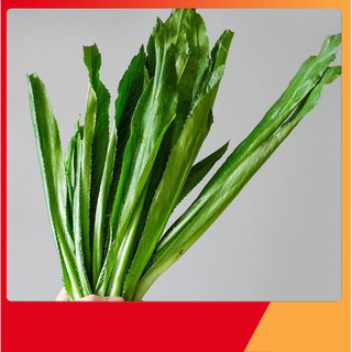 Hạt Giống Ngò Gai
