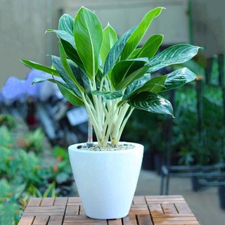 CÂY Bạch MÃ HOÀNG TỬ (CÂY PHONG THỦY)