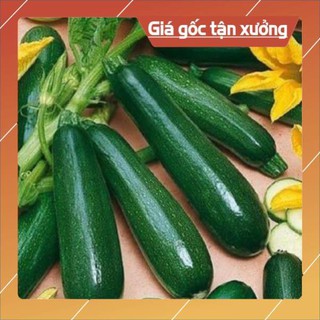 Hạt giống bí ngồi xanh