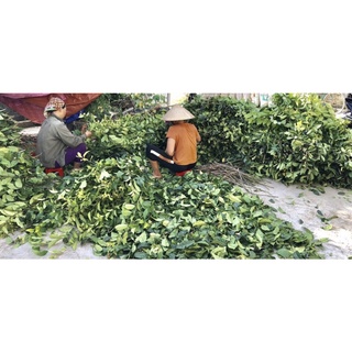 1Kg Xạ đen hoà bình( cam kết ,khô ,xanh đẹp , mới thơm)