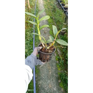 Chậu cây lan Dendro Quán Long - quanlong