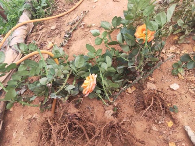 Gốc hoa hồng cam