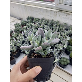 sen đá sỏi viền tím