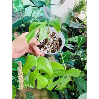 Kiểng lá Mini mons