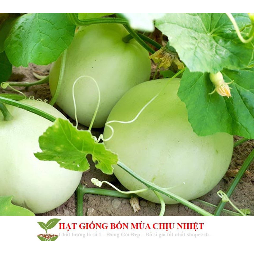 Hạt giống dưa lê siêu ngọt F1 gói 10 hạt xuất xứ Việt Nam luckyseed hạt siêu rẻ