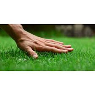 Hạt Giống Thảm Cỏ Bermuda gói 10 gram