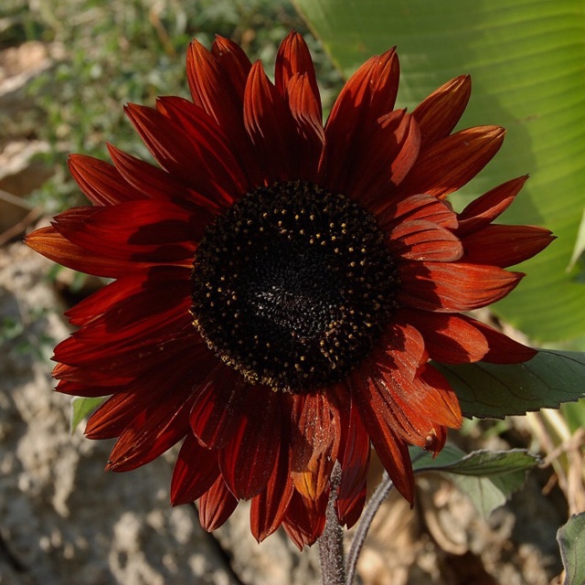 100 H- Hạt giống hướng dương nhung đỏ F1 (red velvet sunflower)