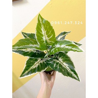 cây lá môn 30cm - cây giả