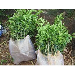 Cây Chanh tứ quý dễ trồng có thể trồng chậu 6 tháng ra quả cao 30-40cm - Shop hoa cây cảnh Hà Nội