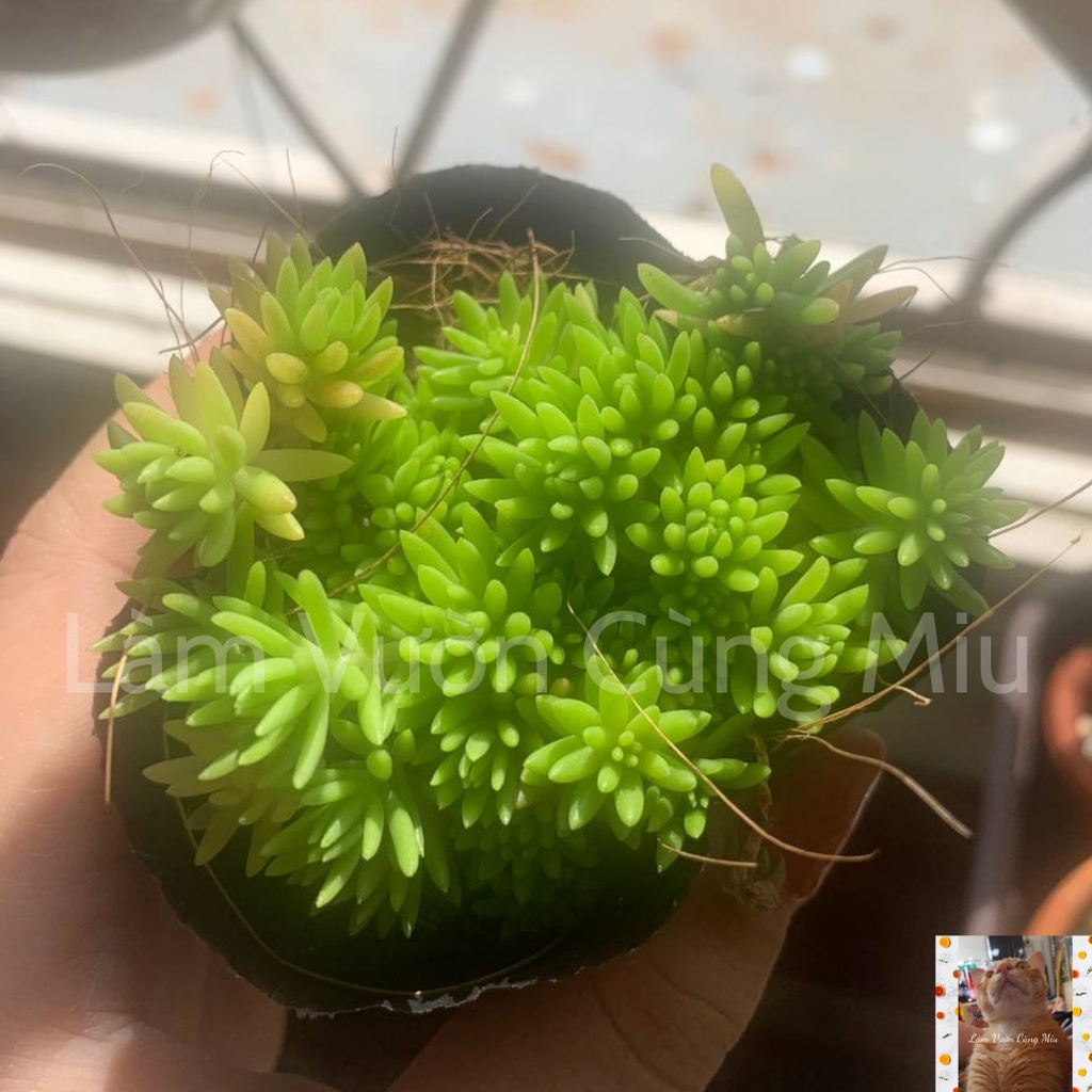 Sen Đá Sedum Cọ  Size Bầu