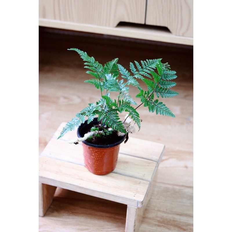 Chậu cây dương xỉ chân thỏ, dương xỉ lá kim