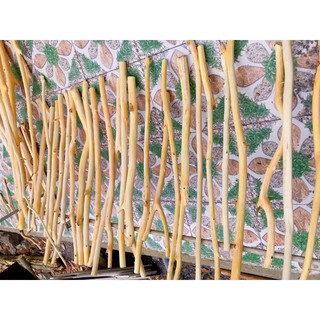 Combo 30 cành cây gỗ tràm 100 cm