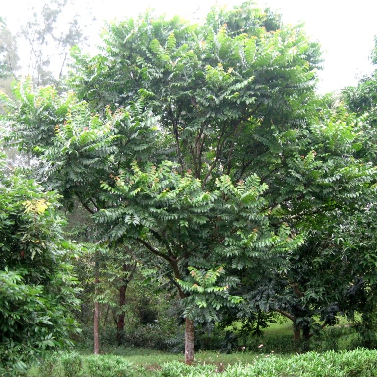 Cây giống Lát Hoa