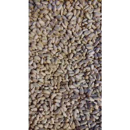 Hạt Kham Bỉ 55k/kg hàng mới về