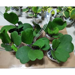 Lan cẩm cù tim xanh