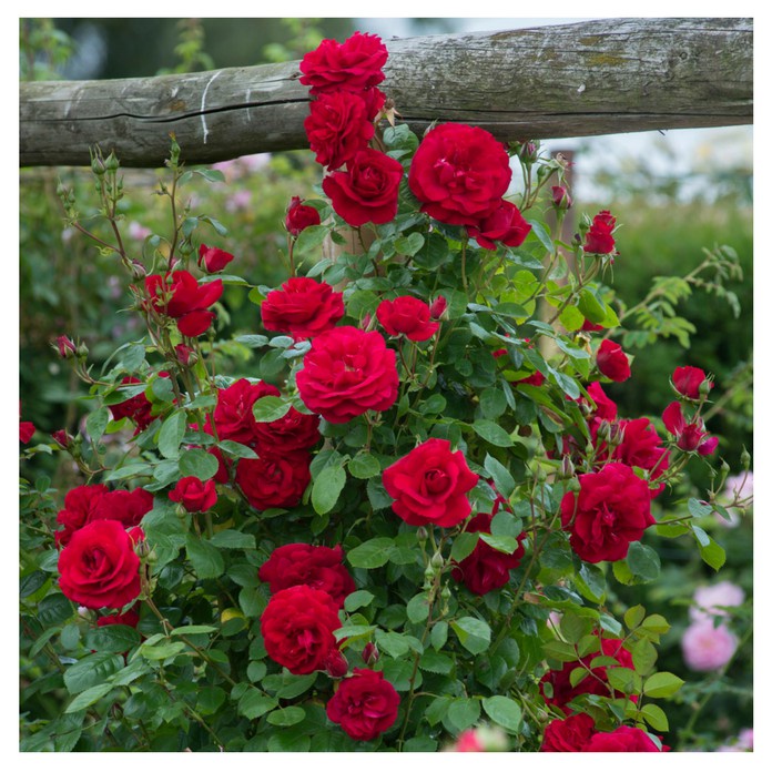 Phân tan chậm Rynan FM230 NPK 23-8-8+TE, cung cấp dinh dưỡng, dạng viên, lọ 150gr, cho cây cảnh - Hàng chính hãng