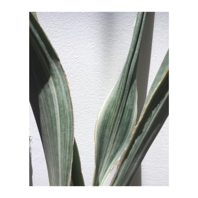 Lưỡi hổ bạc Siam Thái - Sansevieria Metallica Siam Silver
