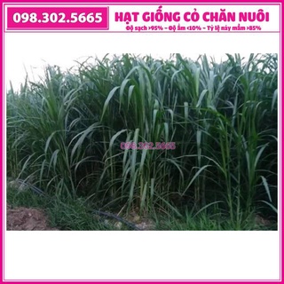 200g hạt giống cỏ voi lai trong chăn nuôi