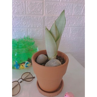 cây lưỡi hổ trắng , lưỡi hổ bạc