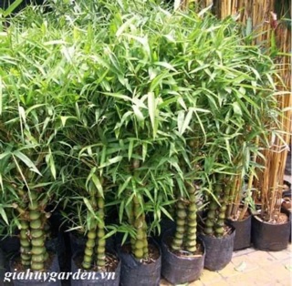 Cây trúc Phật bà