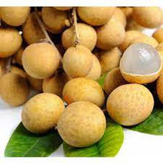 CÂY GIỐNG Nhãn Tiêu Da Bò (Siêu sớm, Siêu trái).