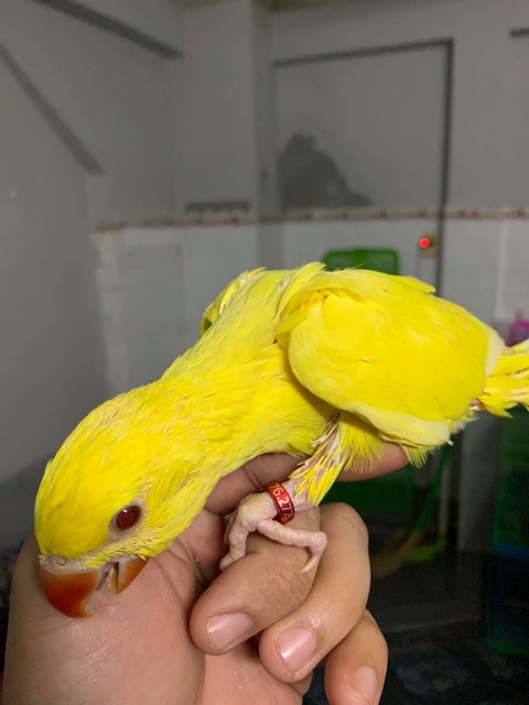 Nhẫn khắc cho vẹt .