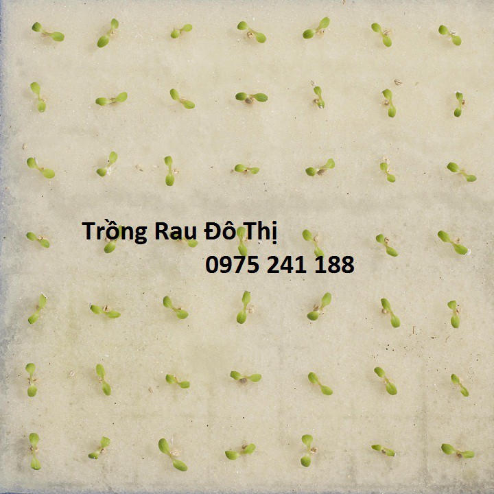 480 viên mút xốp ươm hạt kích thước 25x25x25mm hàng nhật chất lượng cao