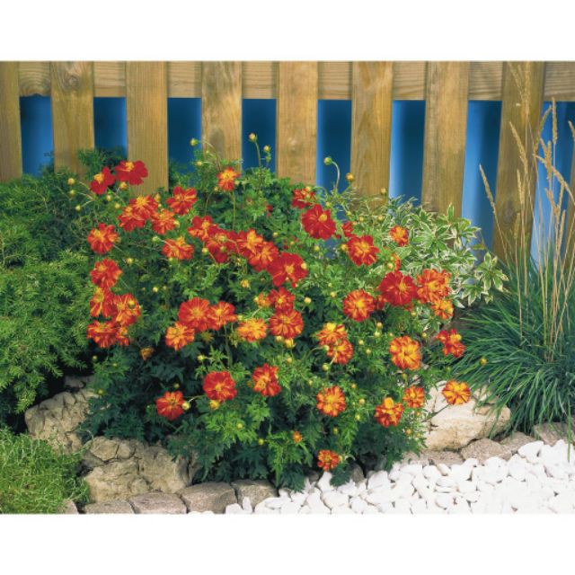 Hạt giống hoa cúc sao nhái lùn nhiều màu dễ gieo trồng gói 50 Hạt luckyseed hạt siêu rẻ