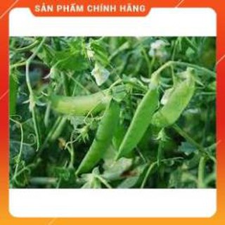 HẠT GIỐNG ĐẬU HÀ LAN GÓI 50G