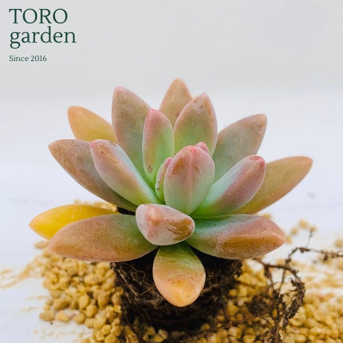 Sen đá pha lê Đà Lạt size mini cây cảnh trang trí nhà cửa Toro garden