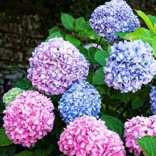 10H - Hạt giống hoa Cẩm Tú Cầu nhiều màu nhập khẩu Nhật Bản