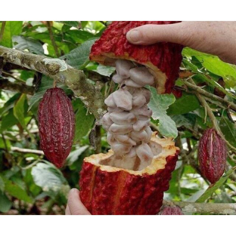 1 Hộp 500g Cacao nguyên chất Đăk Lăk