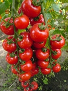 Hạt giống Cà chua bi