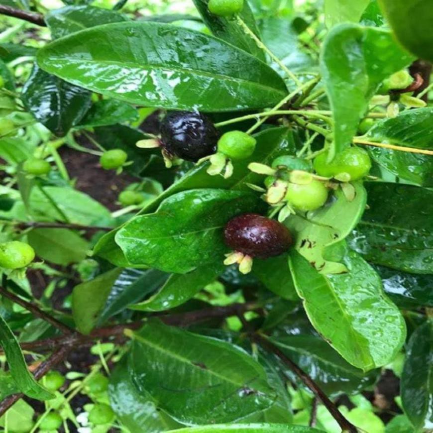 Cherry Brazil lùn chịu nhiệt 1 năm ra quả  - Nhà Vườn Khánh Võ