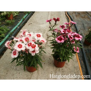 Hạt Giống Hoa Cẩm Chướng Đơn