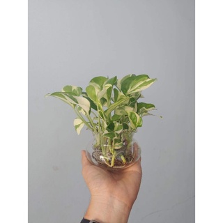 Cây trầu bà sữa