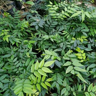 20 Cây giống sưa đỏ(15-20cm)