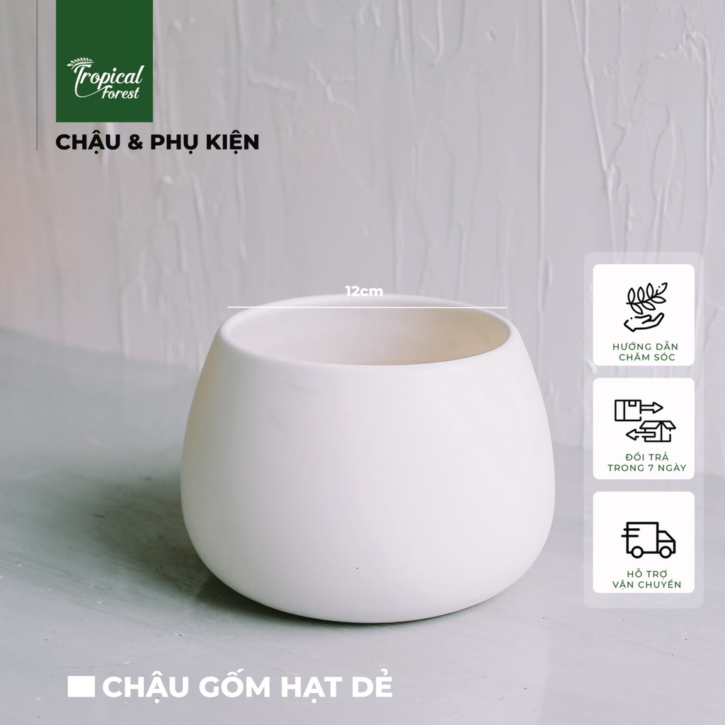 Chậu gốm trồng cây hạt dẻ TROPICAL FOREST