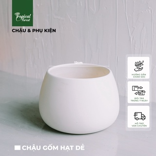 Chậu gốm trồng cây hạt dẻ tropical forest