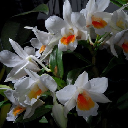 Phong Lan Damari , cây trưởng thành, cho hoa quanh năm