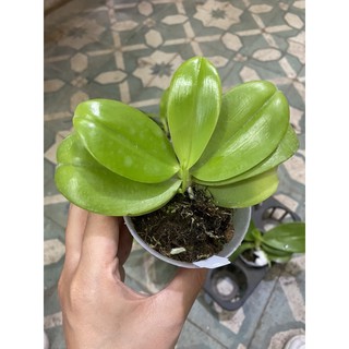 Hồ điệp vân thơm cây đang ngồng hoa