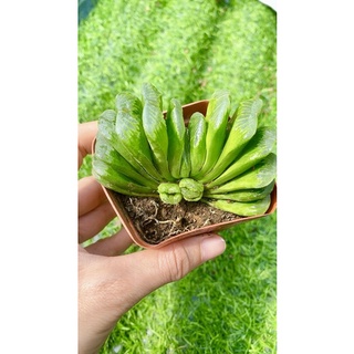Sen Đá Haworthia Truncata