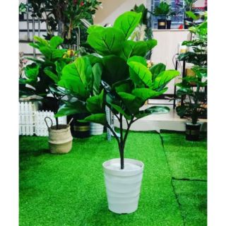 Cây bàng Singapore giả cao cấp cao 1 mét (3nhánh) - Không kèm chậu