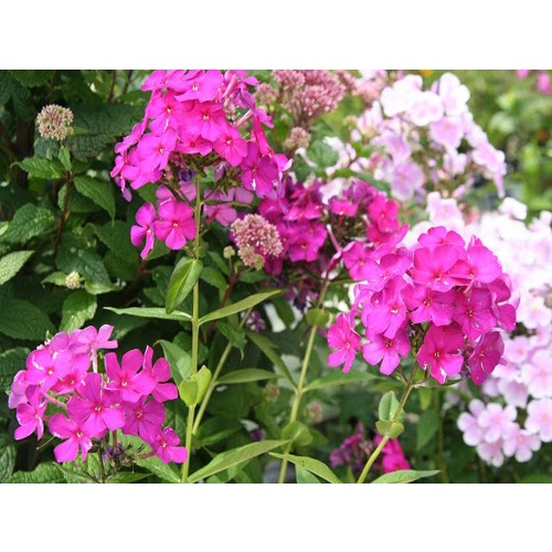 Hat Giống Hoa Thanh Trúc F1 Loại mix màu dễ trồng hoa nở đẹp chống sâu bệnh