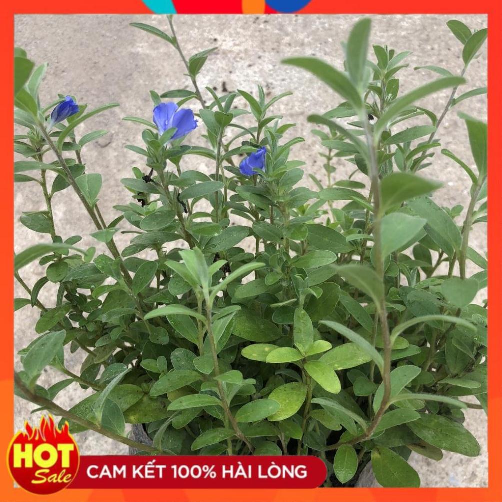 Cây hoa thanh tú, nhánh sum suê hoa nở rộ dễ chăm sóc. 17