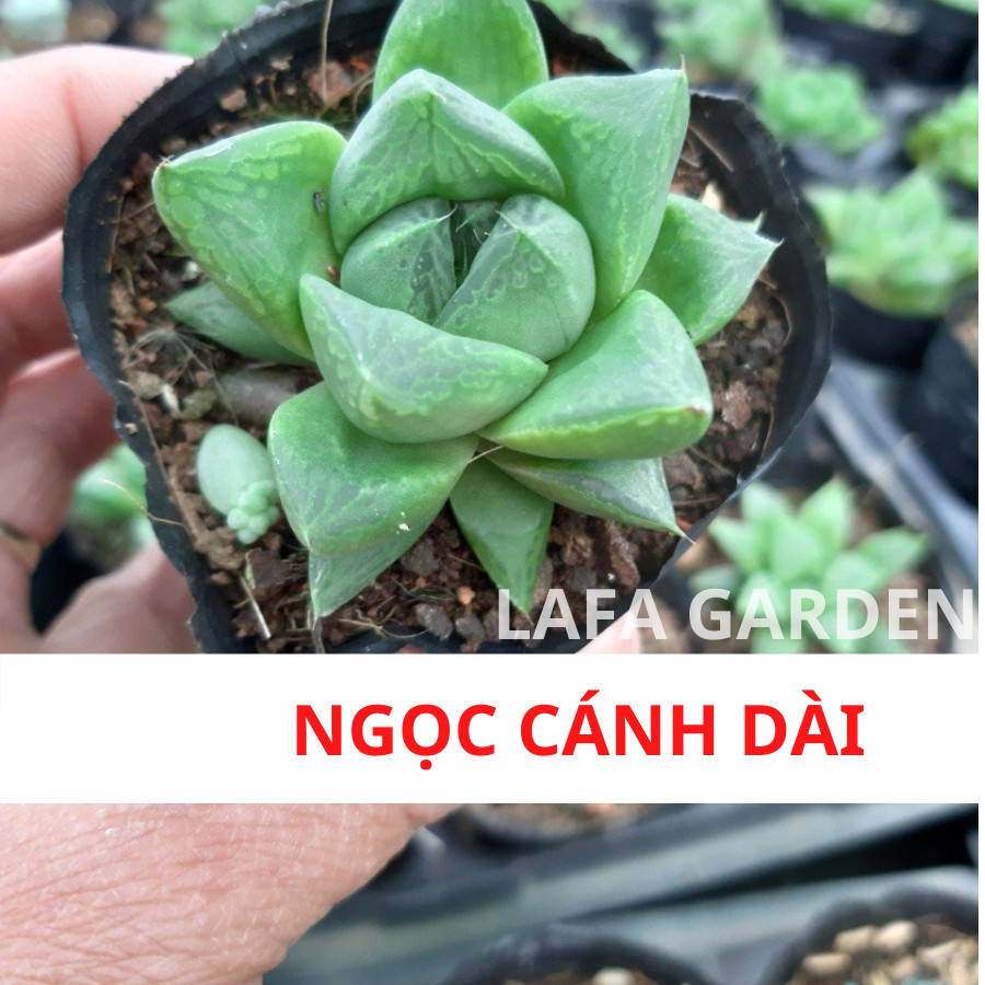 Cây sen đá hồng ngọc lá dài LAFA GARDEN cây loại 1 có bầu khỏe